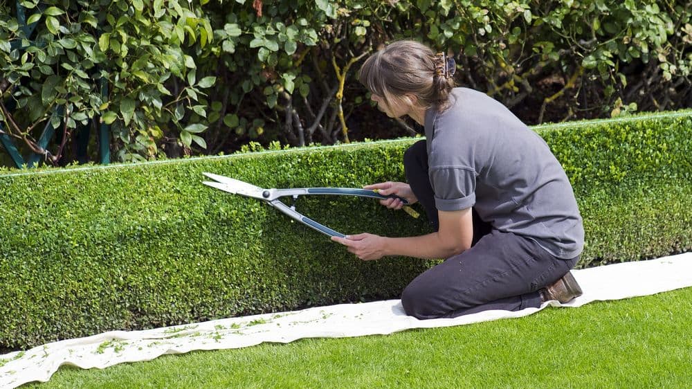Woman trimming hedge