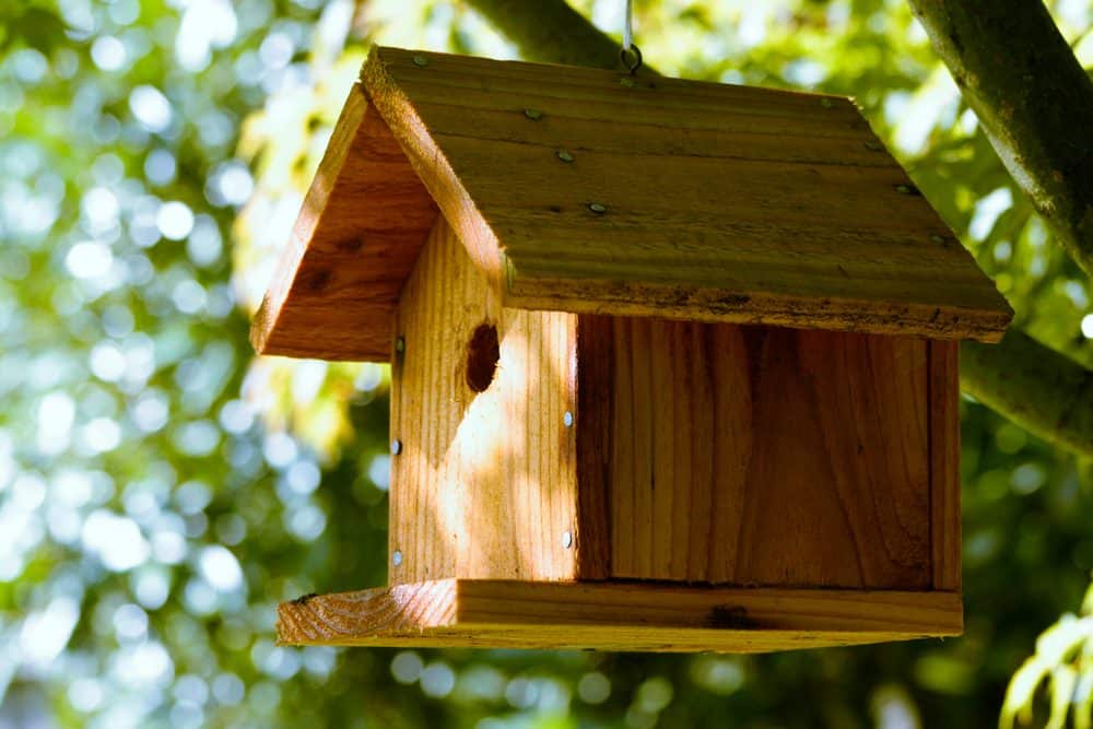 birdhouse hiding a trail cam