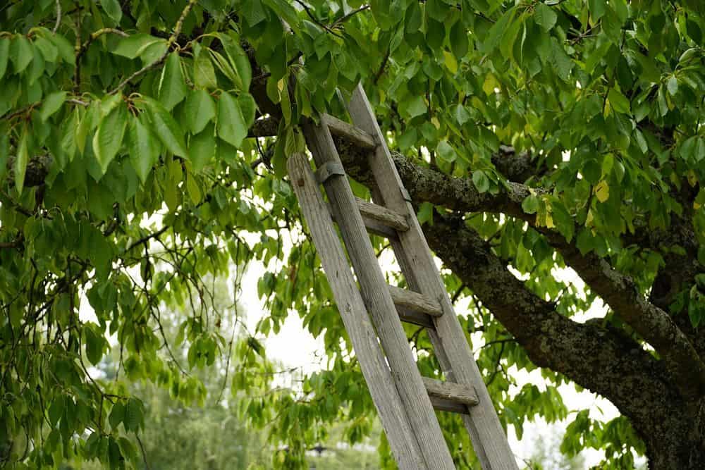 ladder in tree