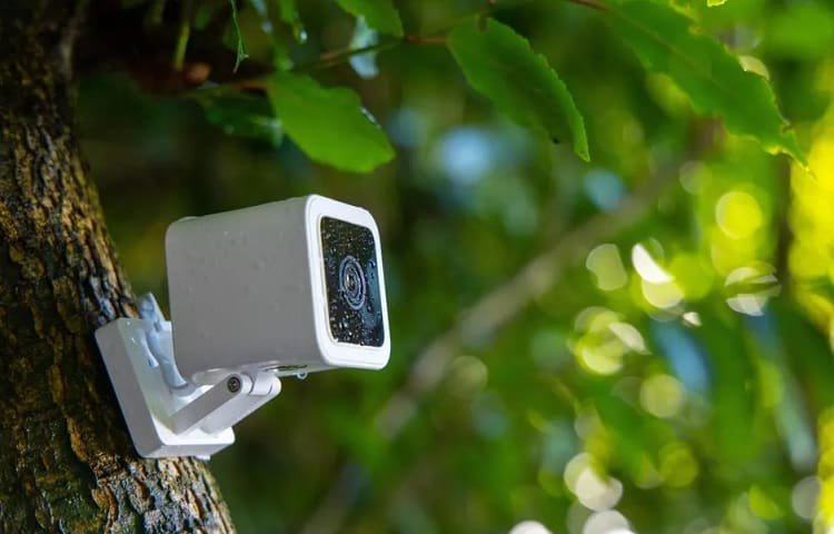 security camera placed on tree