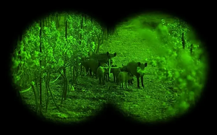green night vision image